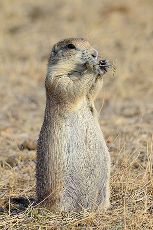 Black-tailed prairie dog, West Block
