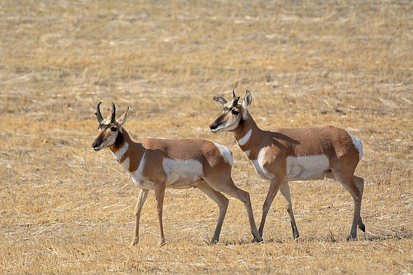 Pronghorns near the Badlands Viewpoint entrance to the East Block