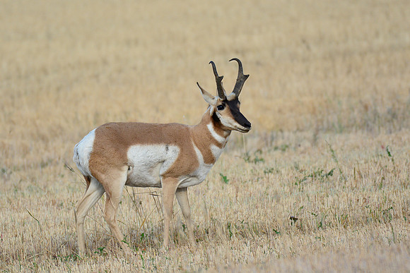 Pronghorn near the northern entrance to the West Block