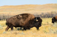 Plains bison, West Block
