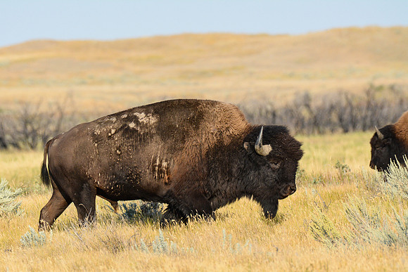 Plains bison, West Block