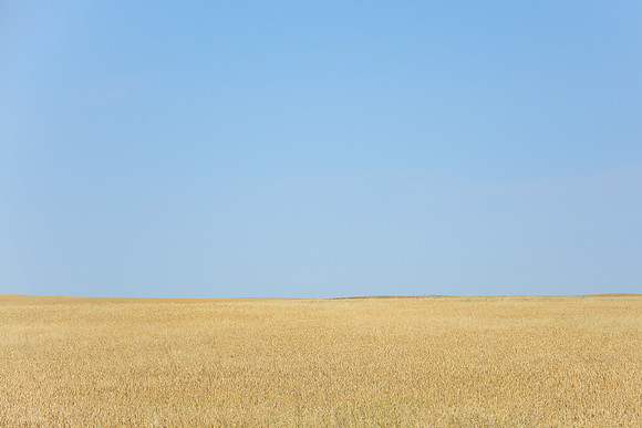 Wheatfield near the Badlands Viewpoint entrance to the East Block