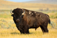 Plains bison, West Block