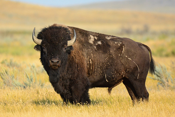 Plains bison, West Block