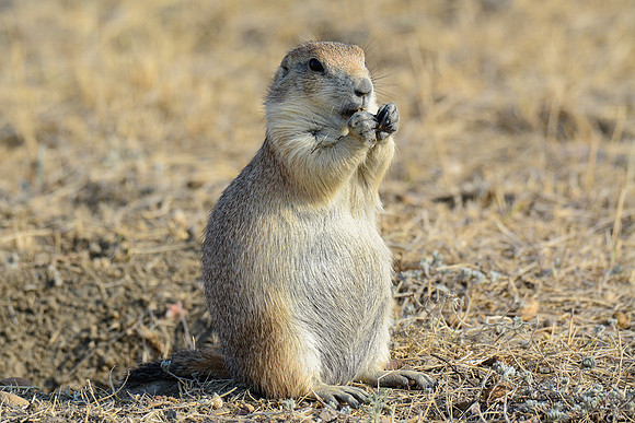 Black-tailed prairie dog, West Block