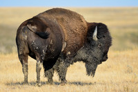 Plains bison, West Block