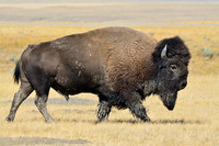 Plains bison, West Block