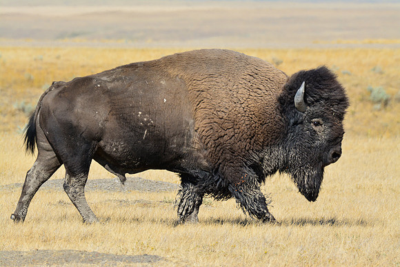 Plains bison, West Block