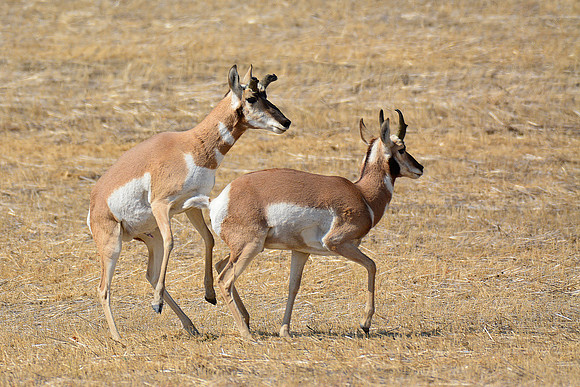 Pronghorns near the Badlands Viewpoint entrance to the East Block