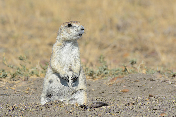 Black-tailed prairie dog, West Block