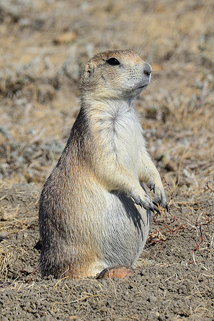 Black-tailed prairie dog, West Block