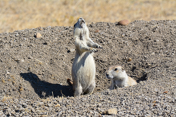 A black-tailed prairie dog demonstrates the "jump-yip"