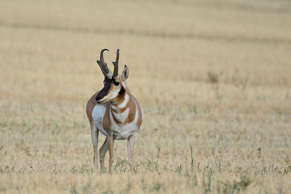 Pronghorn near the northern entrance to the West Block