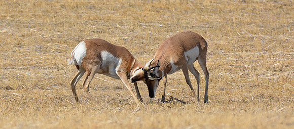 Pronghorns near the Badlands Viewpoint entrance to the East Block