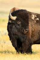 Plains bison, West Block