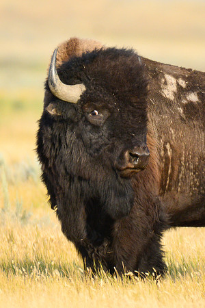 Plains bison, West Block