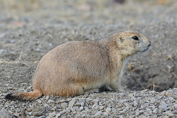 Black-tailed prairie dog, West Block