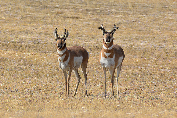 Pronghorns near the Badlands Viewpoint entrance to the East Block