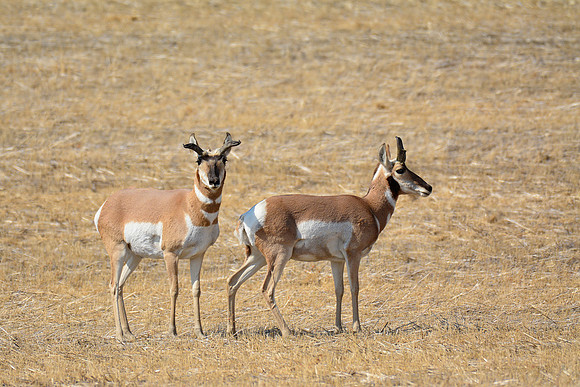 Pronghorns near the Badlands Viewpoint entrance to the East Block