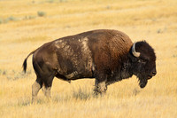 Plains bison, West Block