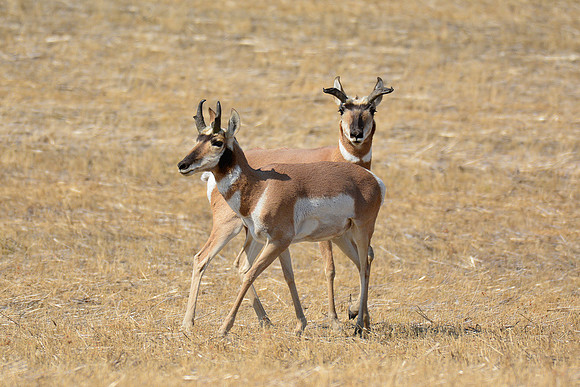Pronghorns near the Badlands Viewpoint entrance to the East Block