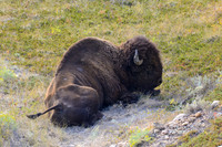 Plains bison, West Block