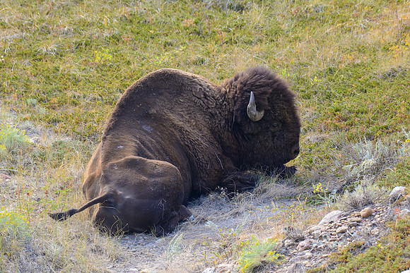 Plains bison, West Block