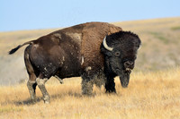 Plains bison, West Block