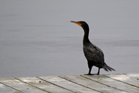 Double-crested cormorant, Kouchibouguac National Park, New Brunswick
