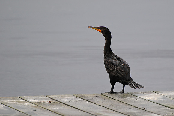 Double-crested cormorant, Kouchibouguac National Park, New Brunswick