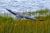 Great Blue Heron, Prince Edward Island National Park