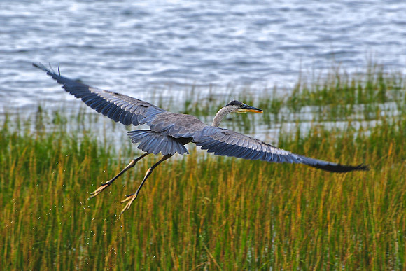Great Blue Heron, Prince Edward Island National Park