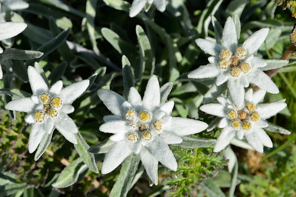 Edelweiss