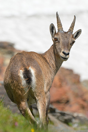 Ibex on the Col de Valante