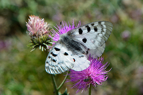 Apollo butterfly