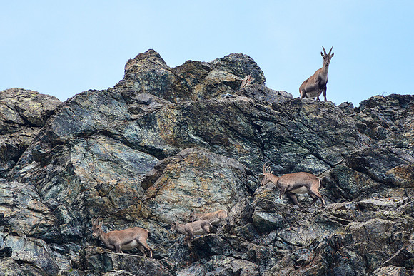 Ibex on the ridge between Col Selliére and Col Seillierino