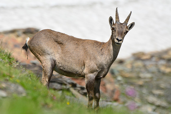 Ibex on the Col de Valante