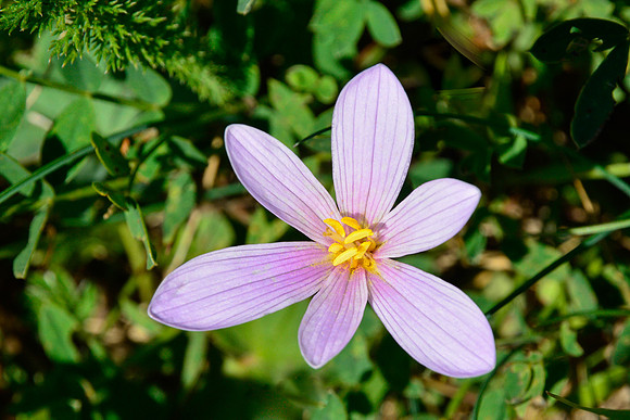 Autumn crocus