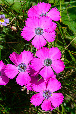 Peacock-eye pink