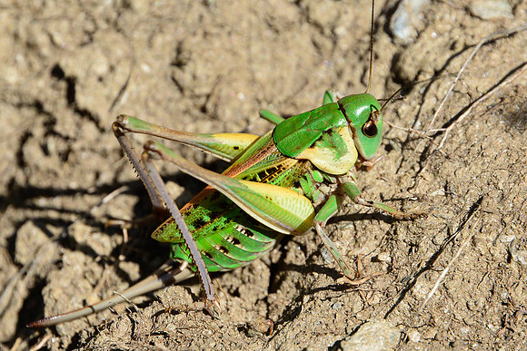 Grasshopper