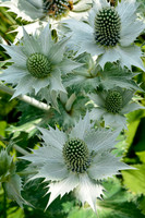 Eryngium sp.