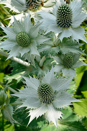 Eryngium sp.