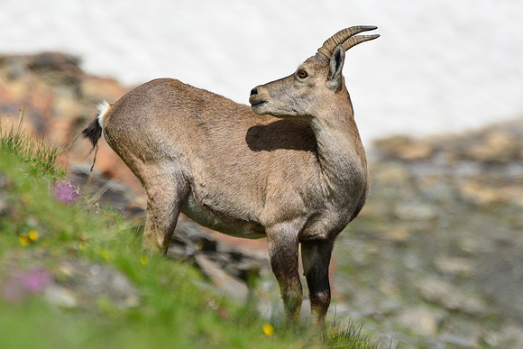 Ibex on the Col de Valante