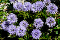 Globe daisy