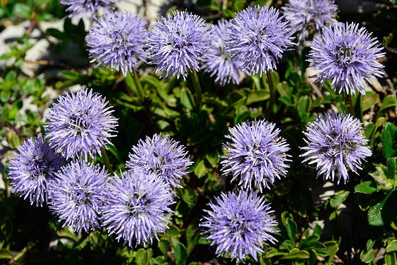 Globe daisy