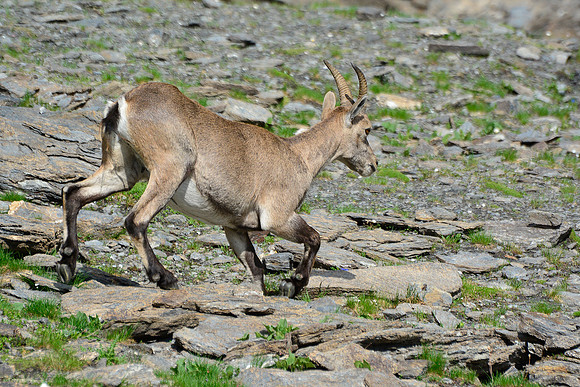 Ibex on the Col de Valante