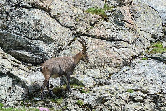 Ibex on the Col de Valante