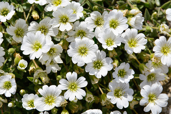 Cerastium sp.