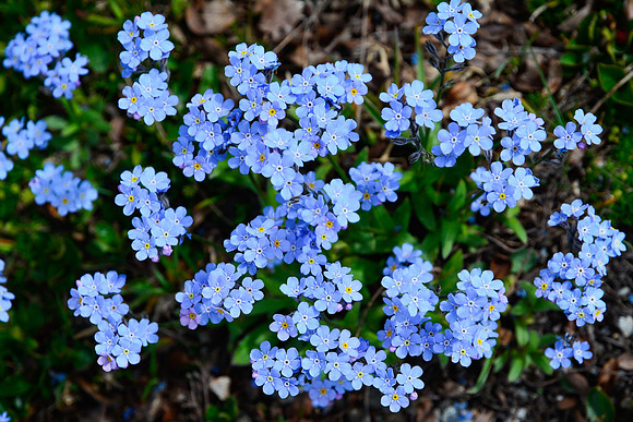 Alpine forget-me-nots