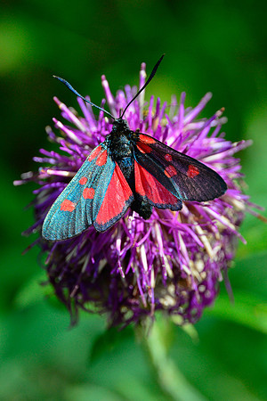 Burnet moth (Zygaena sp.)